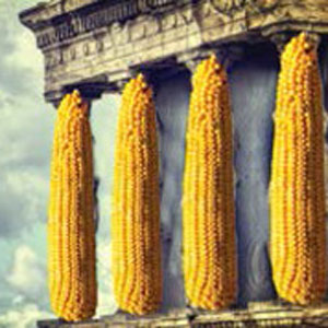 corn_18