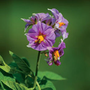 regent-20g