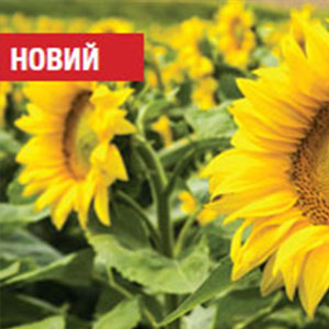 sunflower_28